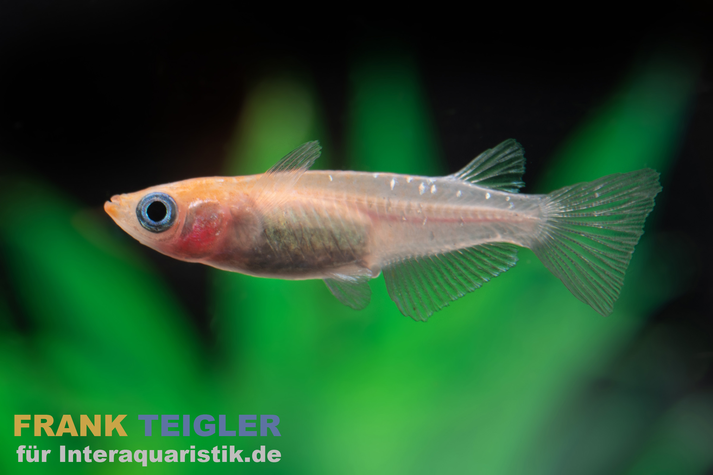 Medaka Kohaku kupfer, Oryzias latipes Kohaku Rame
